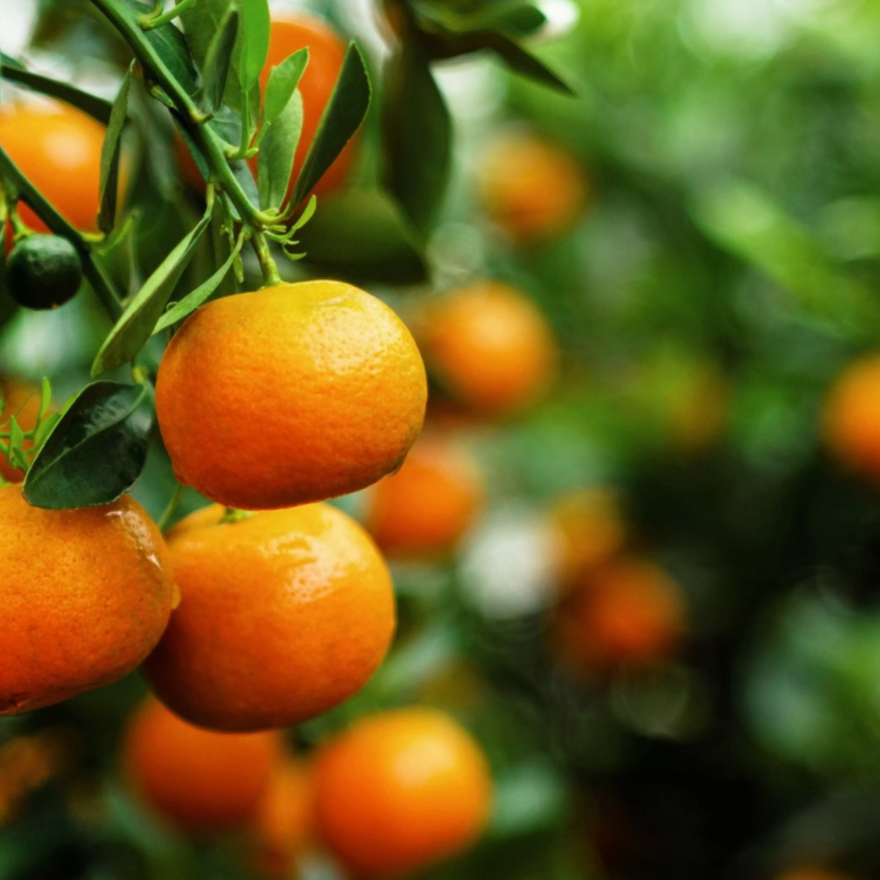 MANDARINE SOLAIRE kvepalai
